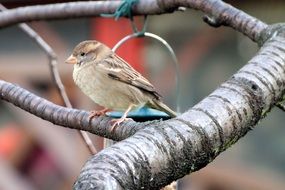 Picture of the Sparrow on a branch