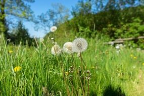 dandelions in green grass on a clear sunny day