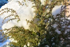 Snow on a bush