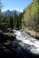 glacial creek among the forest