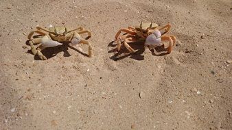 two lobsters in the sand under the sun