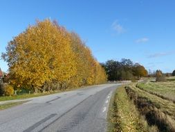 autumn birches and rural field along the highway