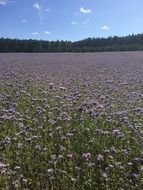 field with purple flowers