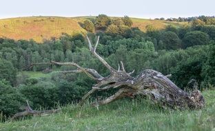 dry Rod Old Wood green Hills Summer view