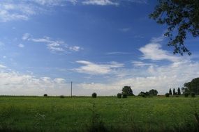 meadow with tall green grass