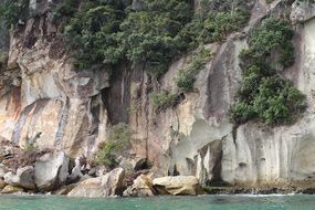 rocks in green vegetation on the coast of new zealand