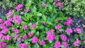 tiny pink flowers in Garden blooming