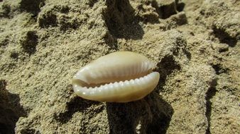 Shell on a sand beach