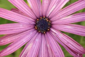 Pink Purple Flower