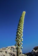 High Plant on a sunny day