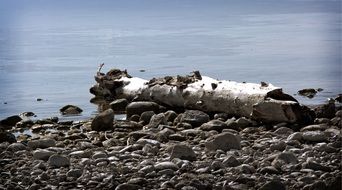 driftwood on waterside