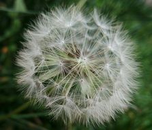 Closeup photo of natural Dandelion Plant