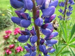 Violet flowers in a garden