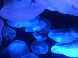 blue Marine Ocean Jellyfish