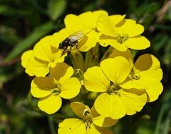 a fly sits on a yellow flower