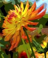 yellow orange Dahlia Blossom Flower