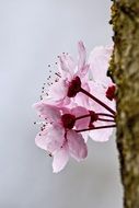 Blossoming beautiful spring flowers