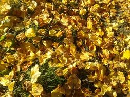 Colorful autumn leaves on the ground