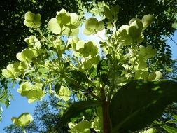 delightful Hydrangea Garden Plant