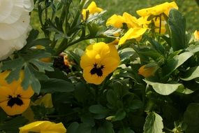 Yellow garden Flower in green leaves