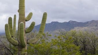 Foe So Cute Tucson