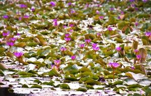 pond full of waterlilies, heviz