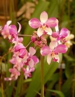 purple decorative orchid flower