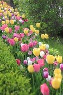 a row of tulips of different colors