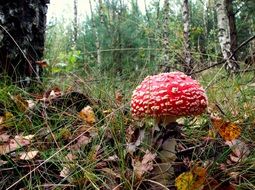 red fly agaric on forest land