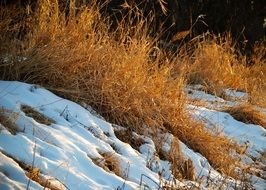 dry brown Grass under Snow scene
