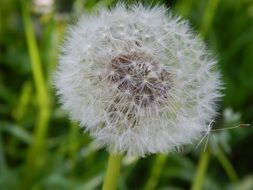 summer dandelion on a blurry background close-up