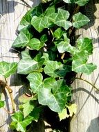 green Ivy Vedben Plant Creeper