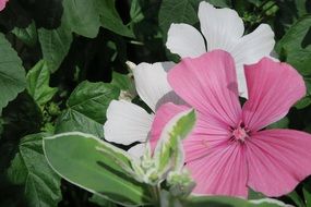 white and pink summer flowers