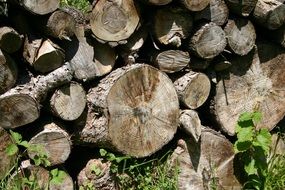 firewood stack