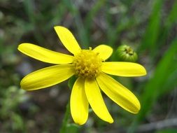 yellow flower in spring garden