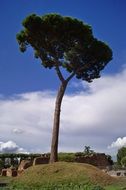 tall tree with a wide crown among the landscape
