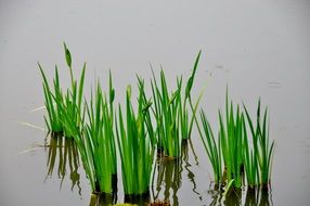 Green Plant in pond