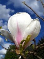 large pink-white magnolia flower on a clear sunny day