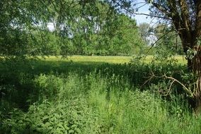 picturesque and pretty green Meadow