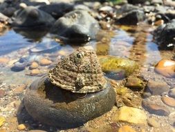 clam on the ocean coast on a sunny day