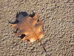 Close-up of the beautiful brown leaf in light