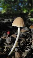 thin-legged mushroom on forest ground