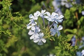 captivating Blue flowers