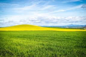 distant view of a bright yellow field on a hill