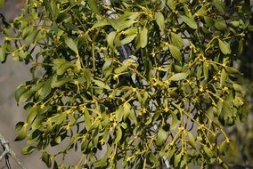 green branch of mistletoe closeup