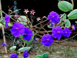 bright purple flowers of a climbing plant