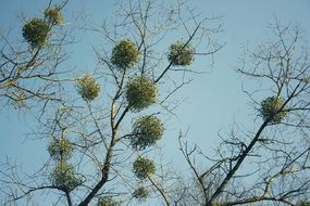 delightful Mistletoe Tree with the green leaves