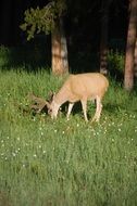picturesque and pretty Deer