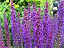 unusual Purple Flower blooms