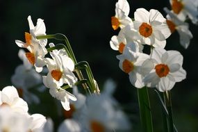 Flowers Narcissus Garden close-up on blurred background
